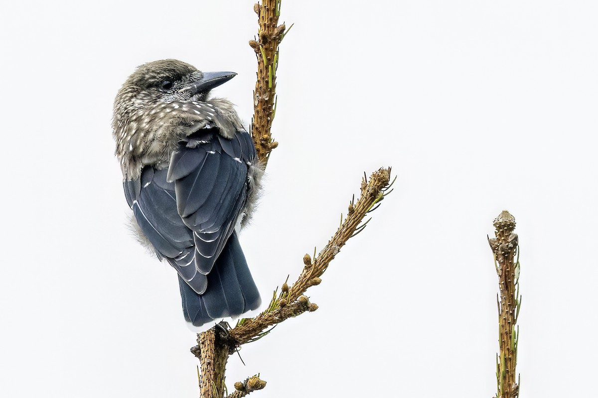 Northern Nutcracker - ML637324521