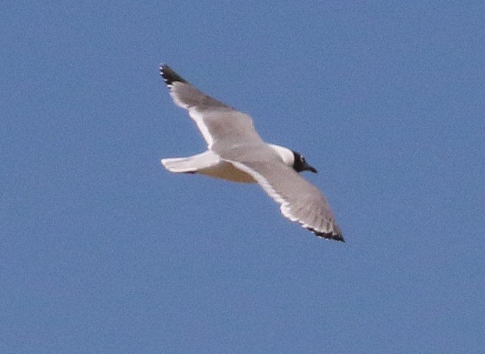 Franklin's Gull - ML637324542