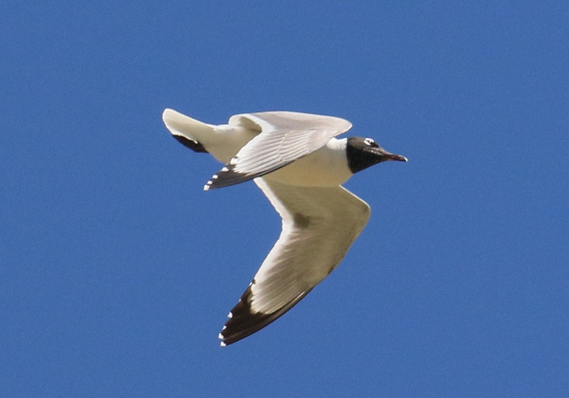 Franklin's Gull - ML637324543