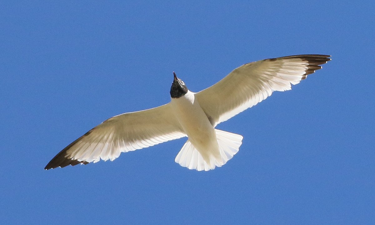 Franklin's Gull - ML637324544