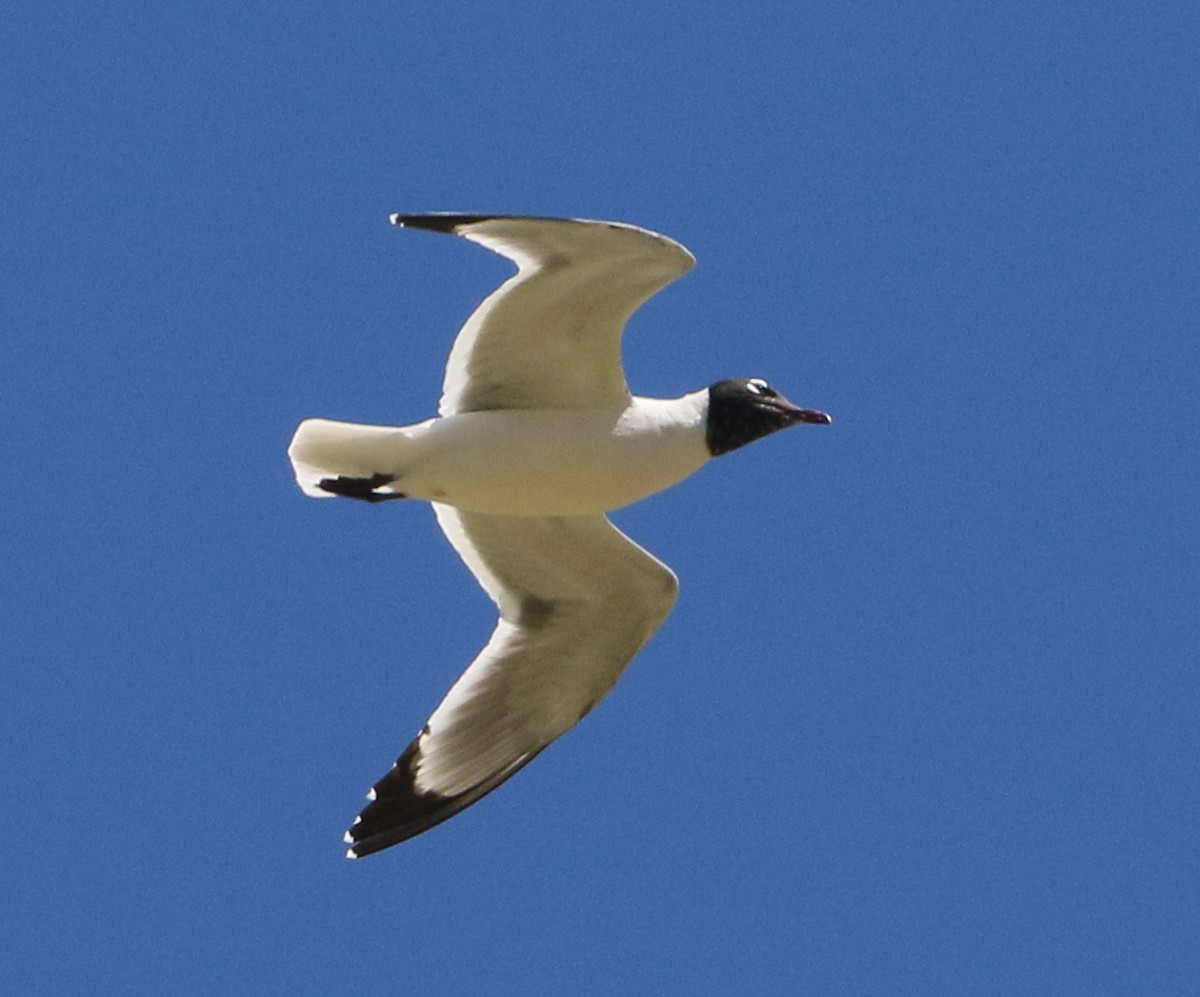 Franklin's Gull - ML637324545