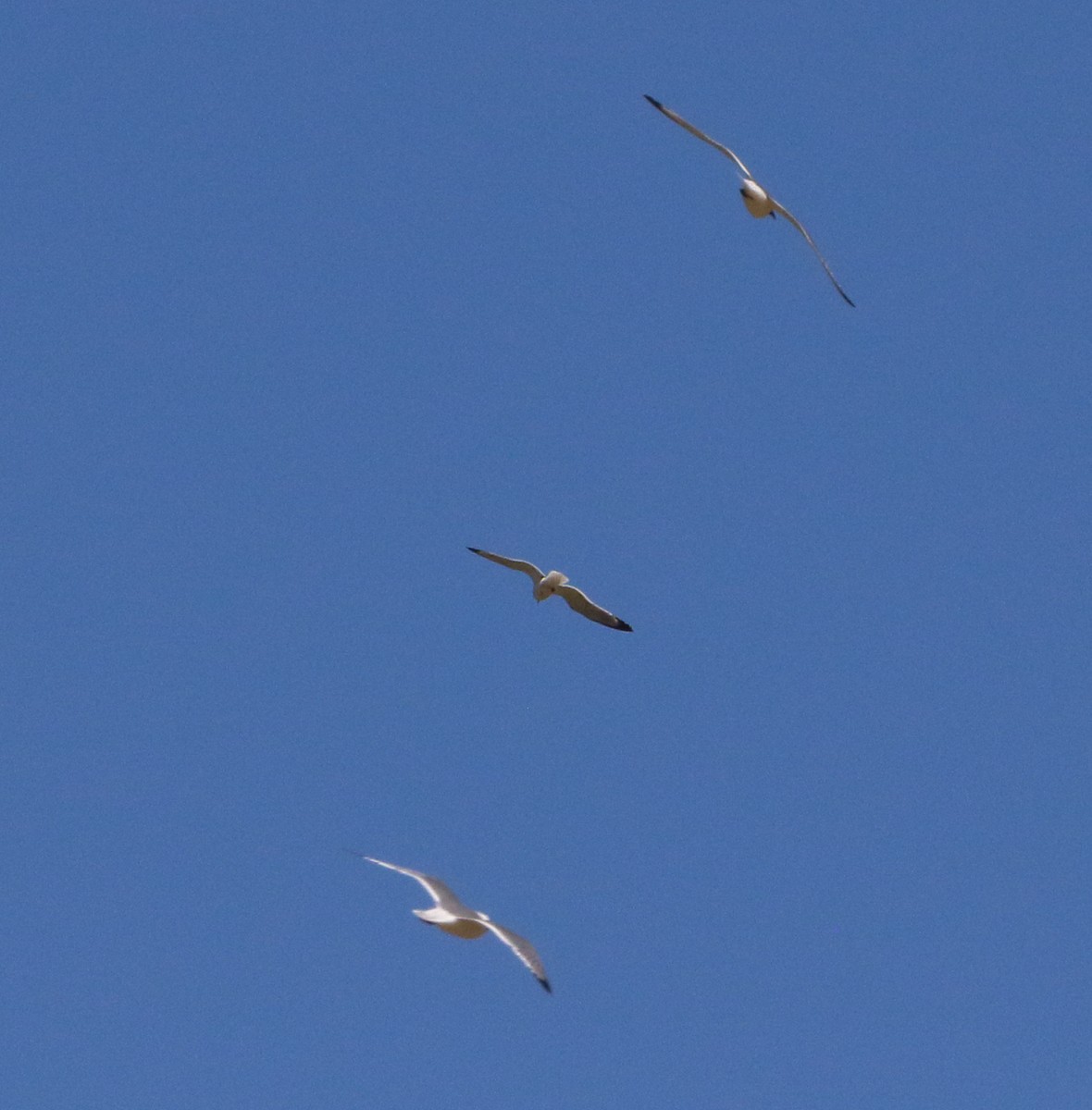 Franklin's Gull - ML637324546