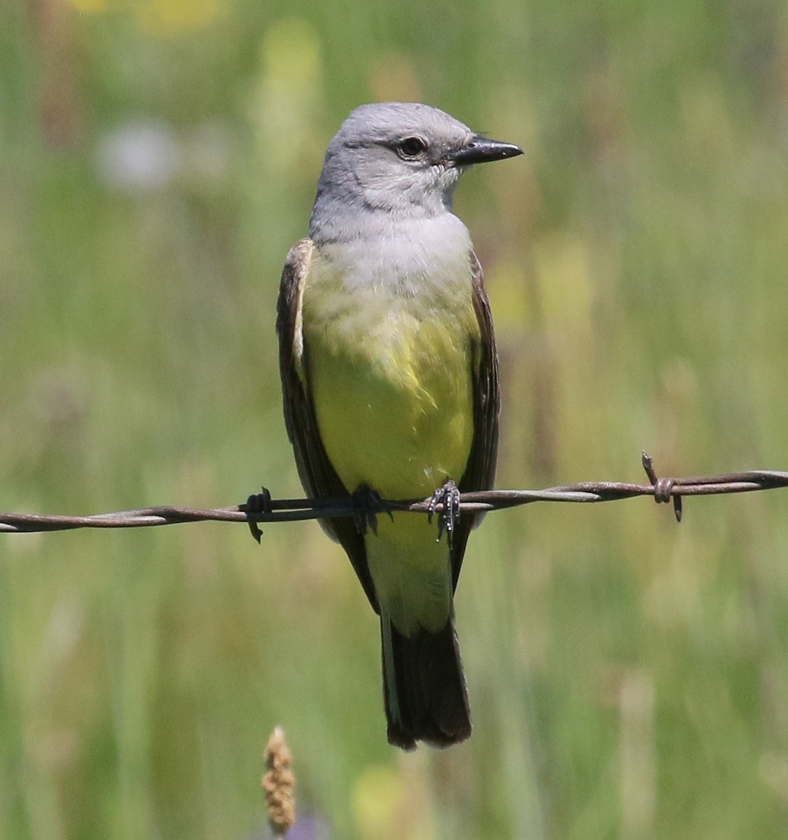 Western Kingbird - ML637324609