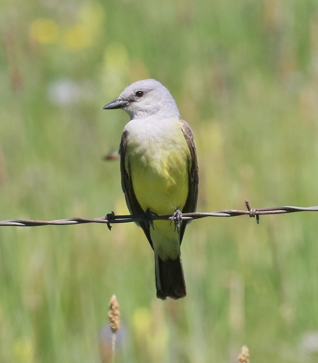 Western Kingbird - ML637324610