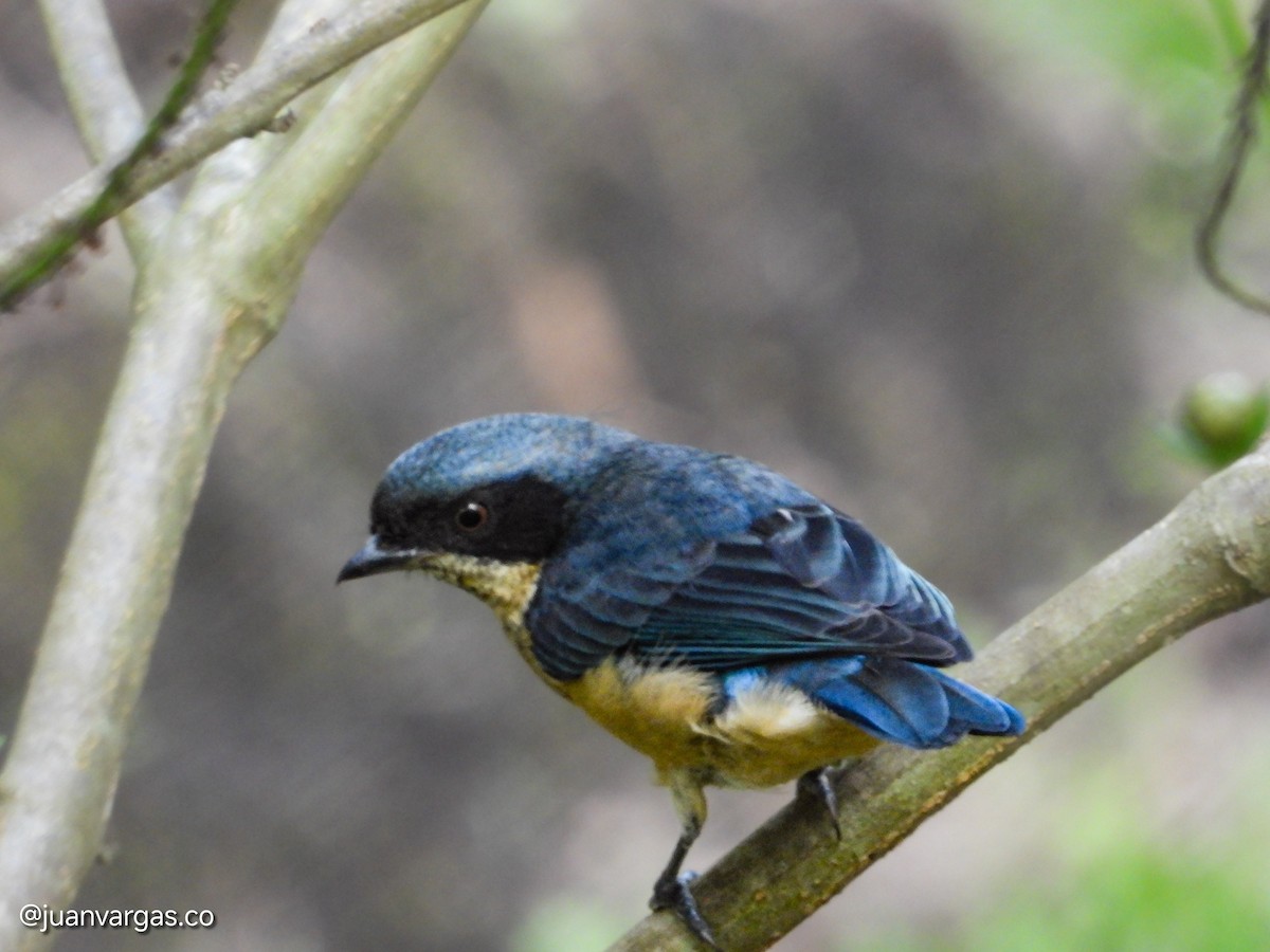 Fawn-breasted Tanager - ML637324675