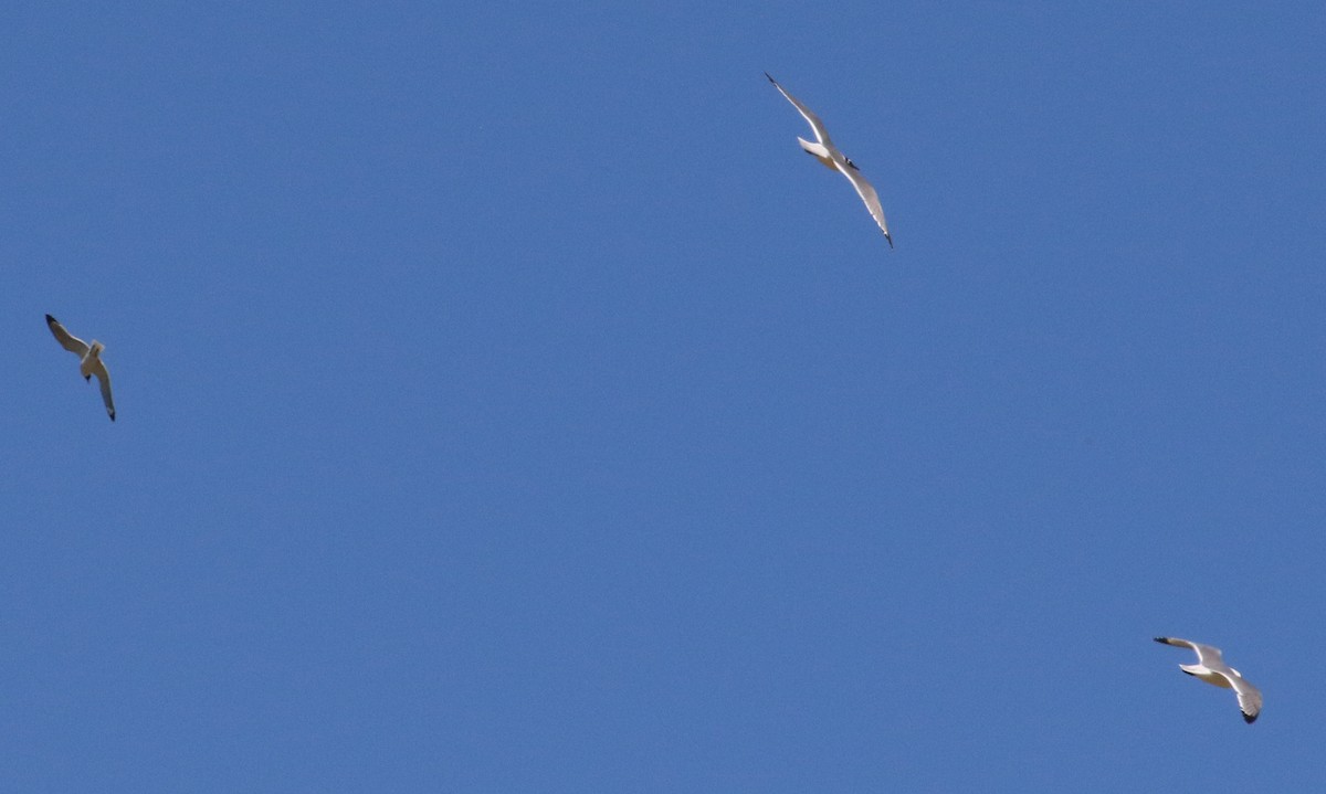 Franklin's Gull - ML637324722