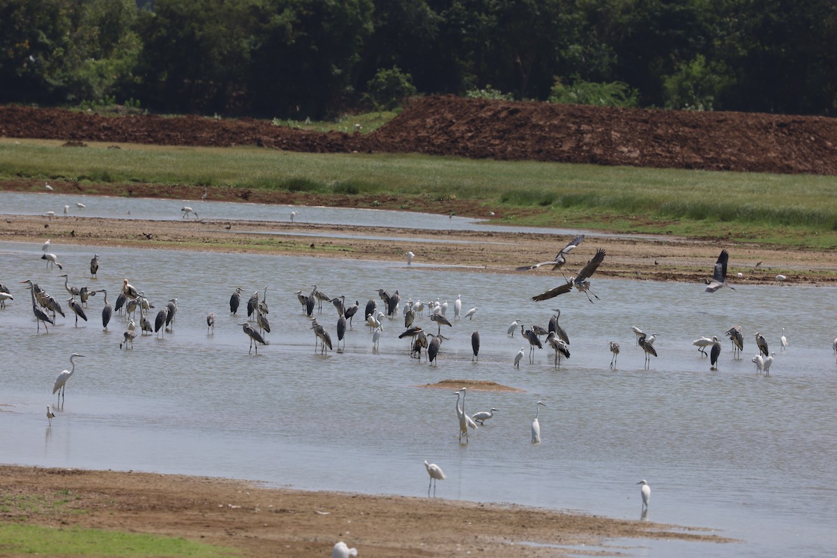 Gray Heron - ML637324785