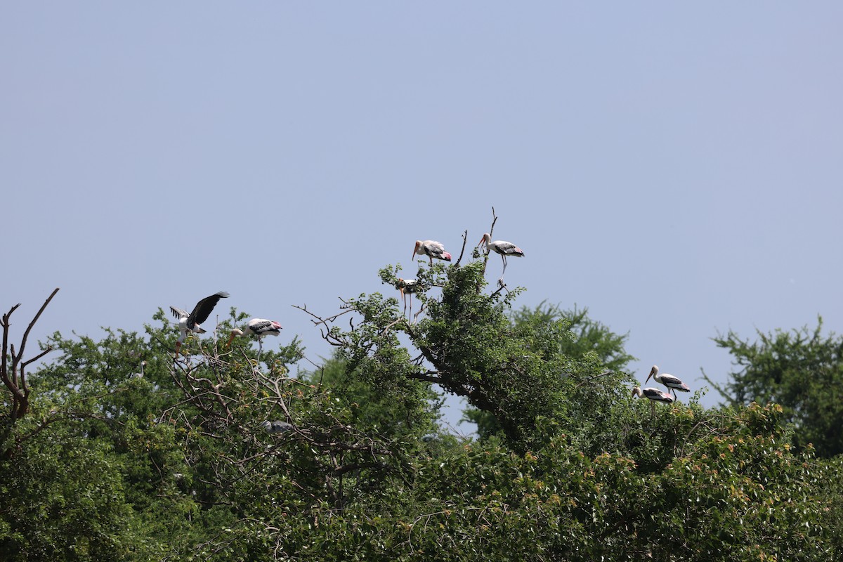 Painted Stork - ML637324841