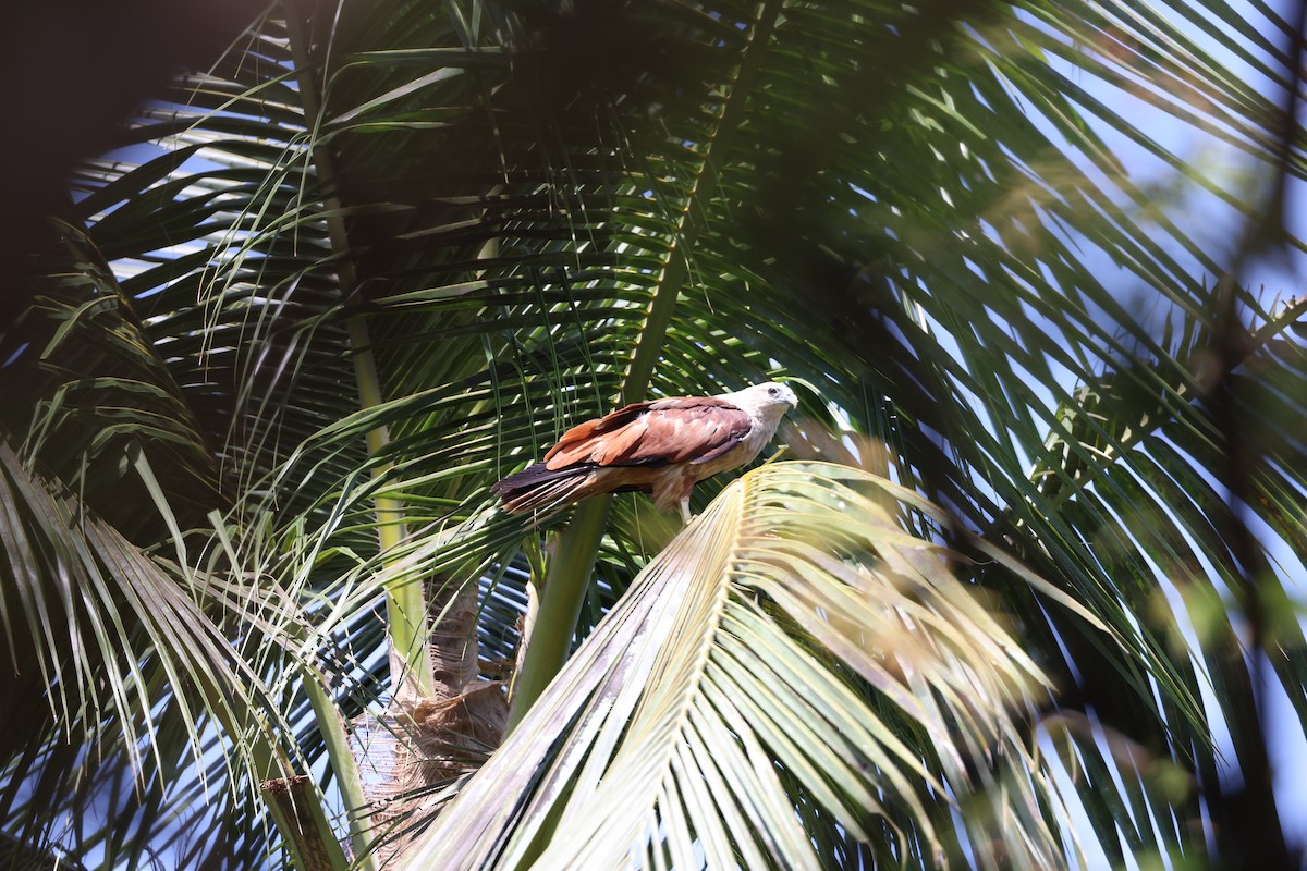 Brahminy Kite - ML637324852