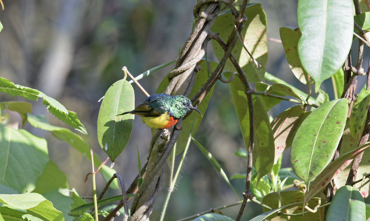 Regal Sunbird - ML637324855