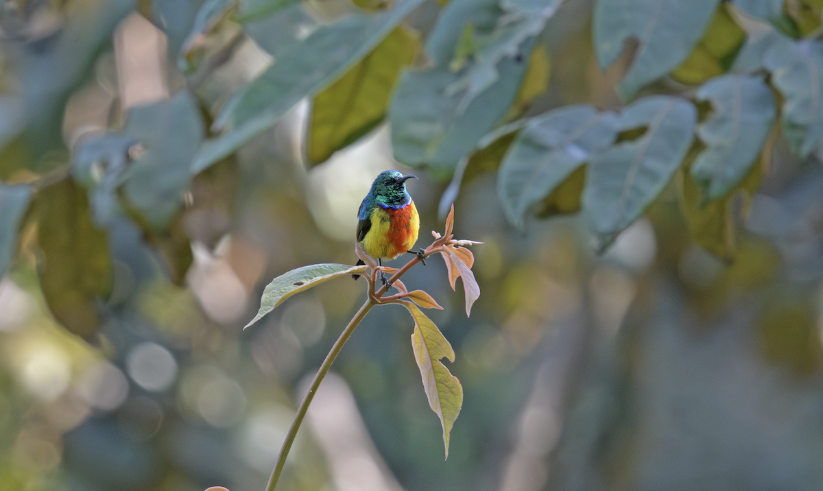 Regal Sunbird - ML637324856