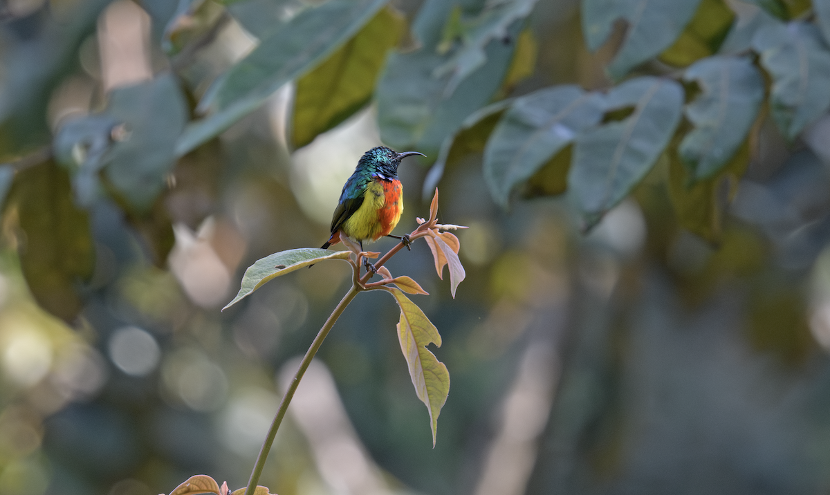 Regal Sunbird - ML637324857