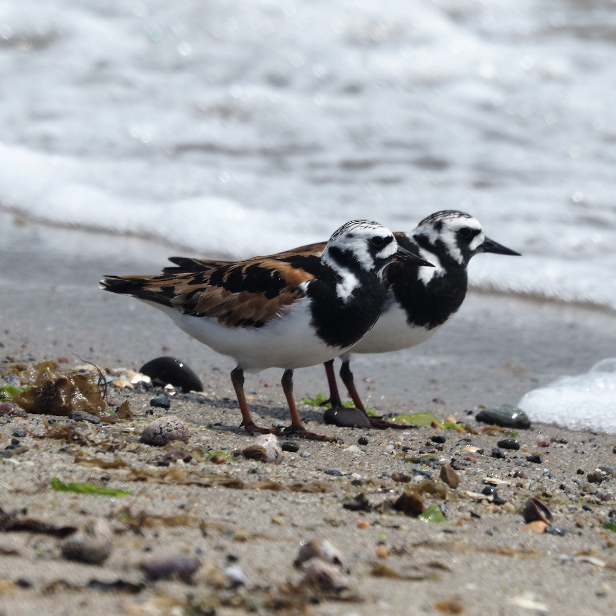 Ruddy Turnstone - ML637324900