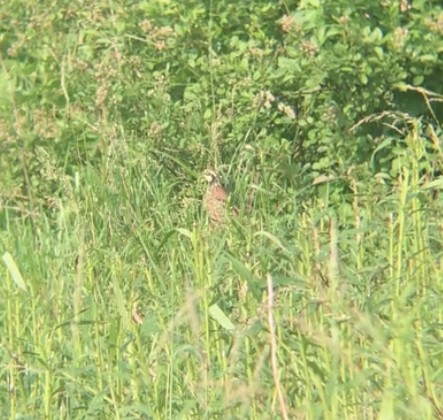 Northern Bobwhite - ML637324949