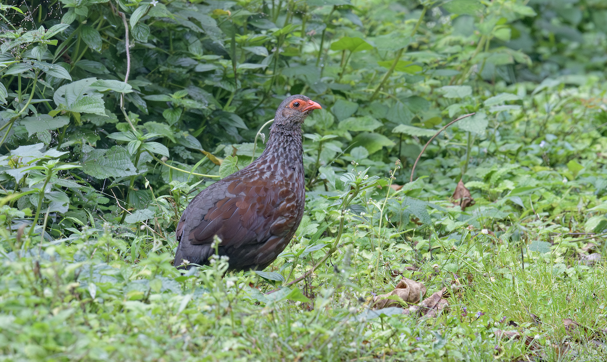 Handsome Spurfowl - ML637325102