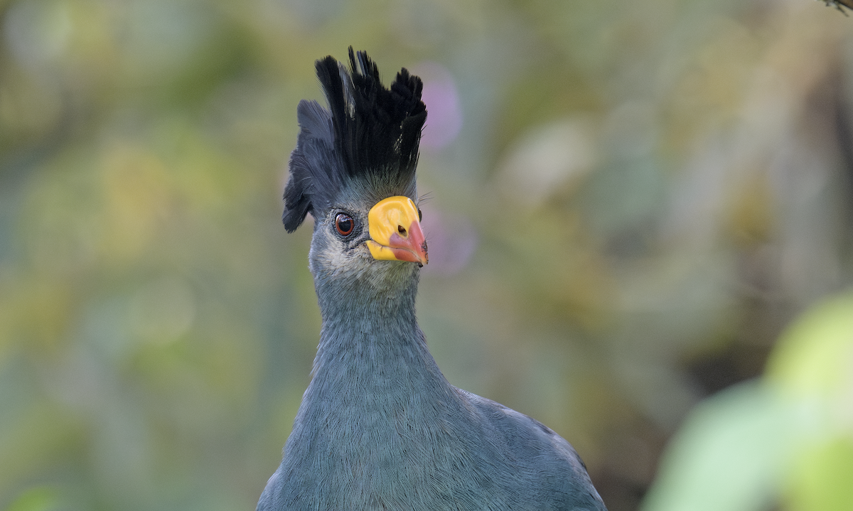 Great Blue Turaco - ML637325117