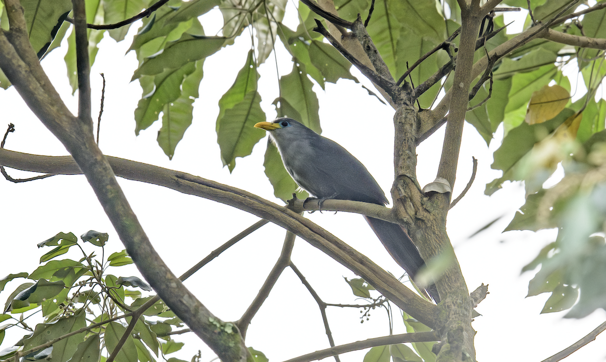 Blue Malkoha - ML637325123