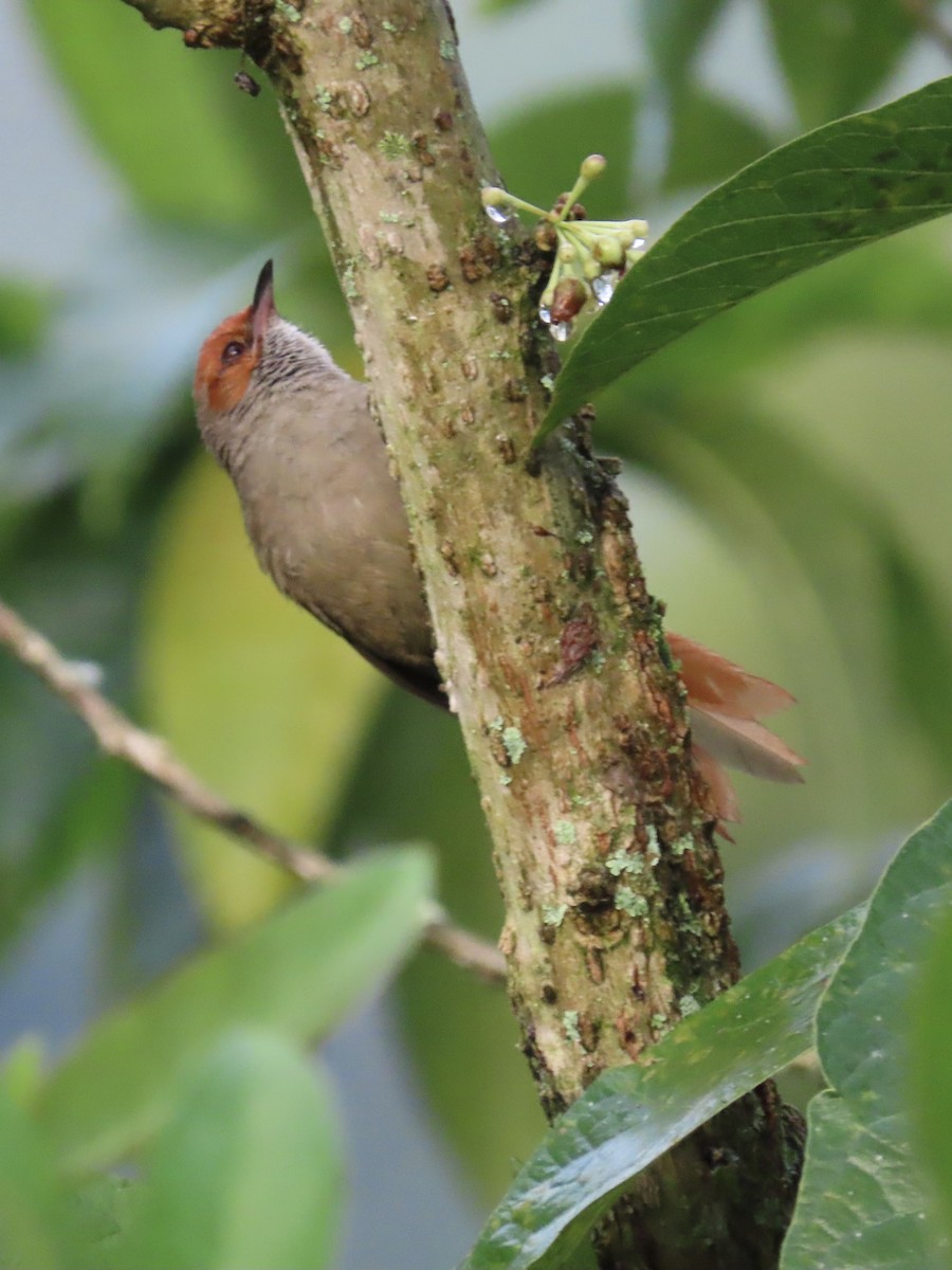 Red-faced Spinetail - ML637325140