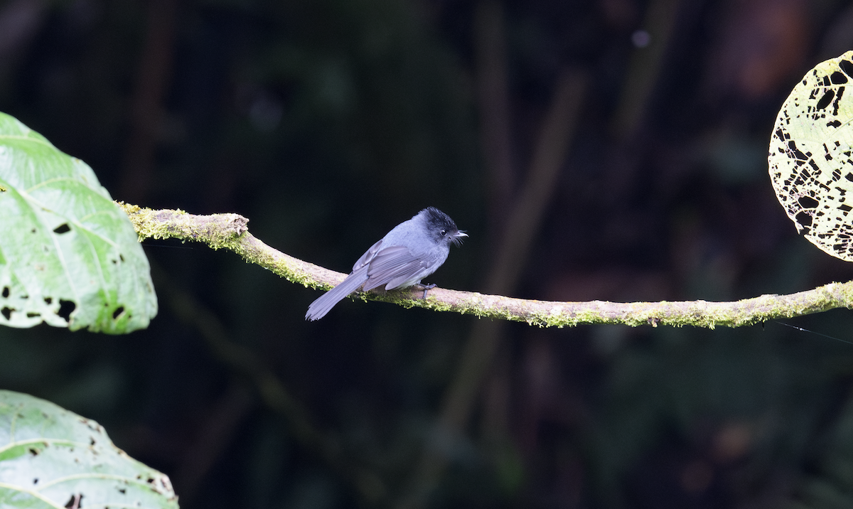 White-bellied Crested Flycatcher - ML637325146