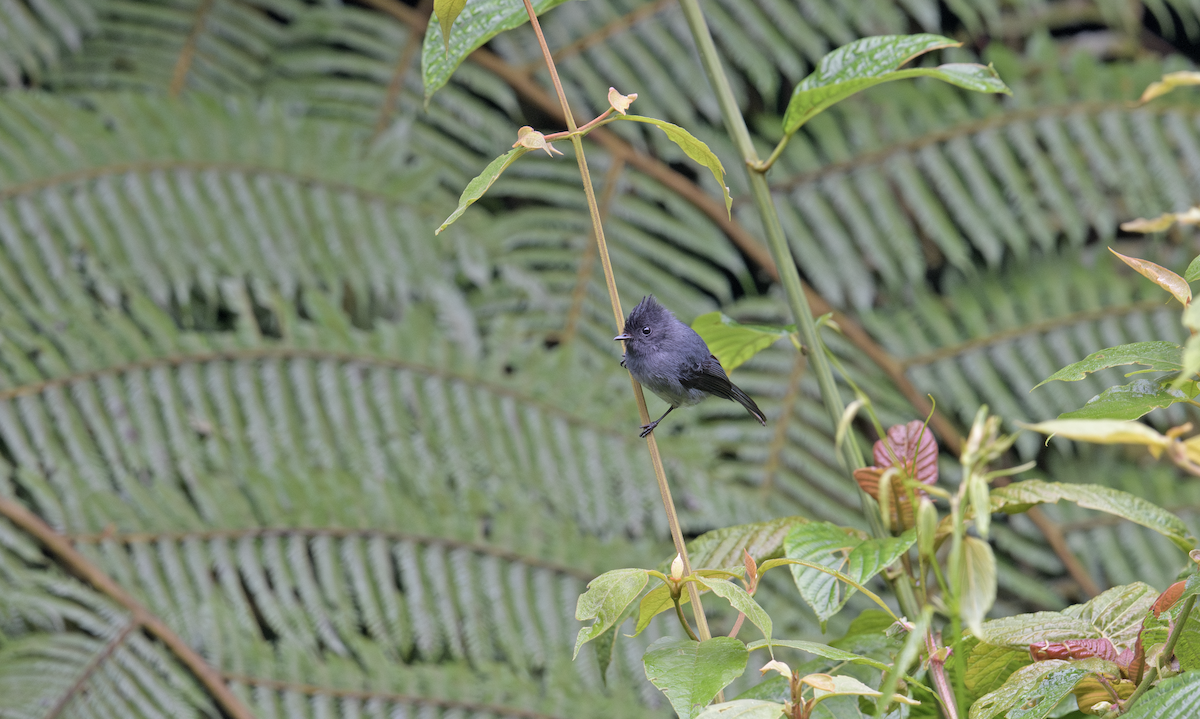 White-bellied Crested Flycatcher - ML637325147