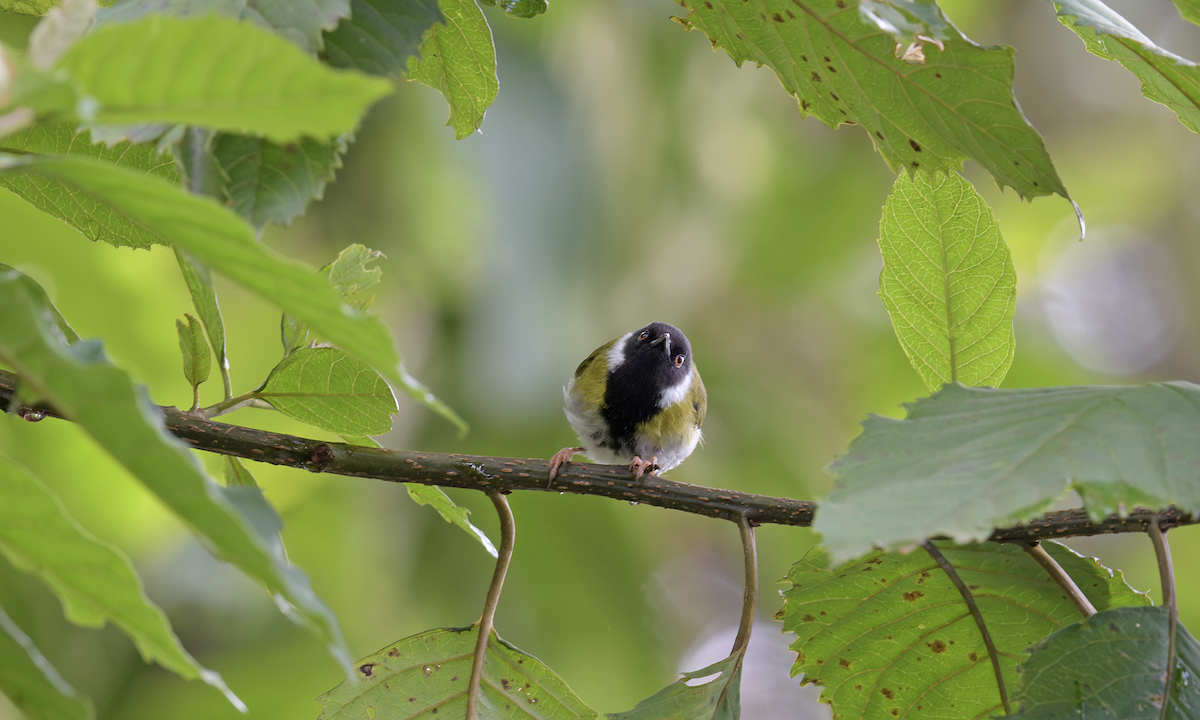 Black-faced Apalis - ML637325157