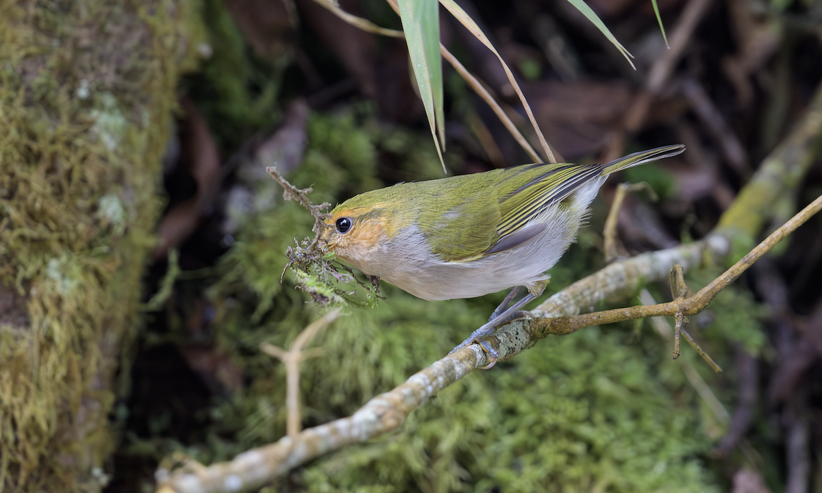 Red-faced Woodland-Warbler - ML637325160