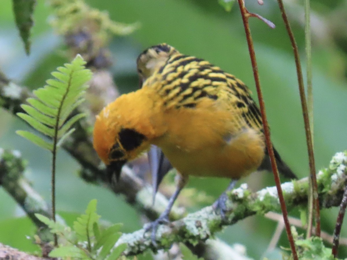 Golden Tanager - ML637325162