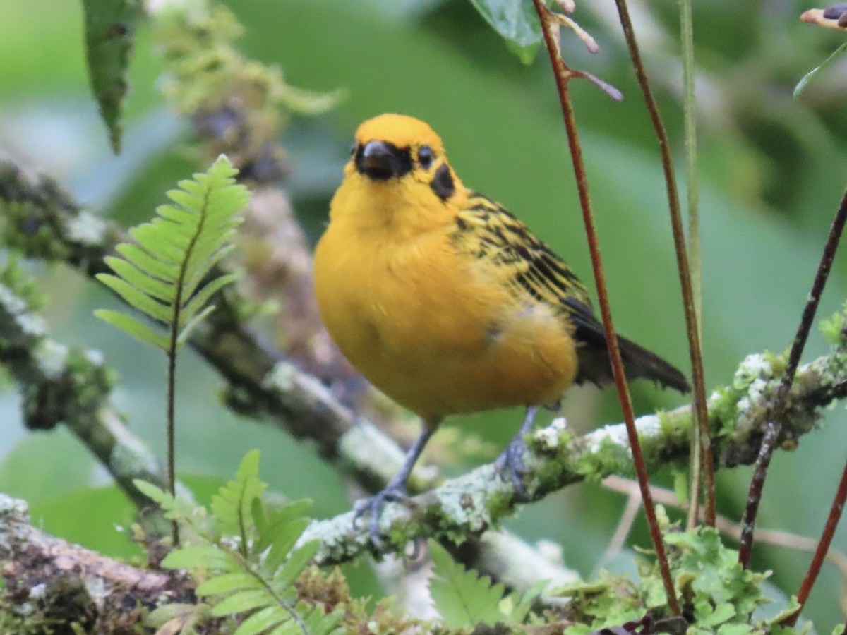Golden Tanager - ML637325163