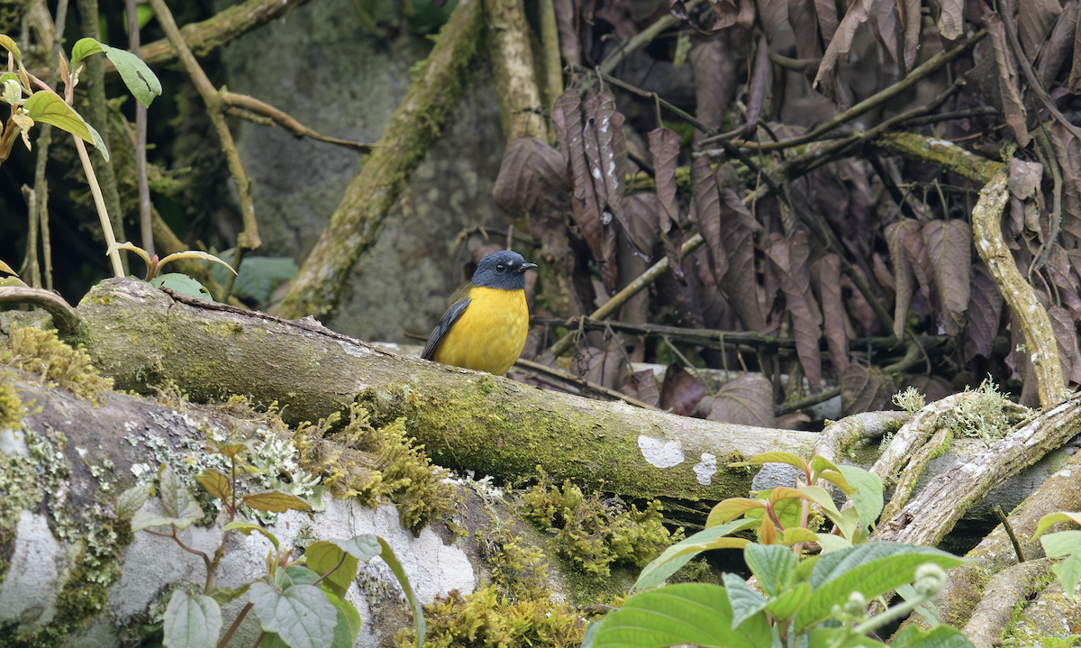 White-starred Robin - ML637325165