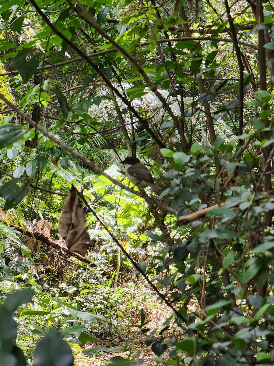 Puerto Rican Tanager - ML637325167