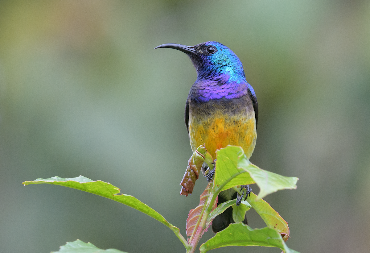 Variable Sunbird (Orange-chested) - ML637325168