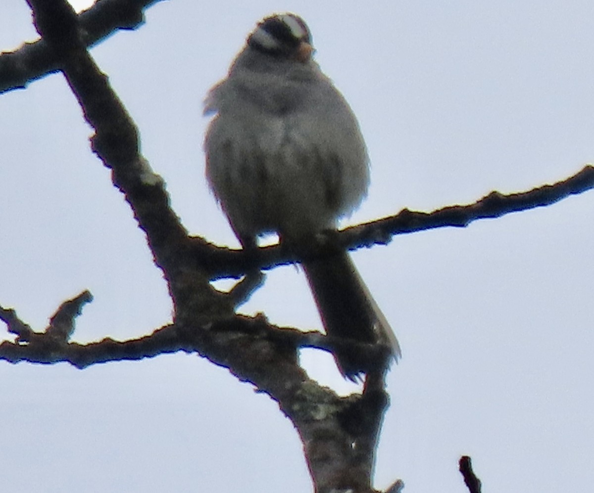 White-crowned Sparrow - ML637325173