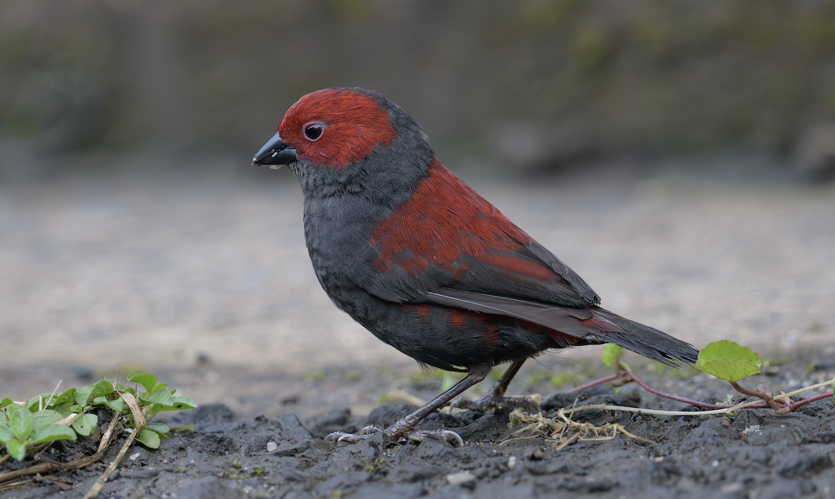 Dusky Crimsonwing - ML637325177