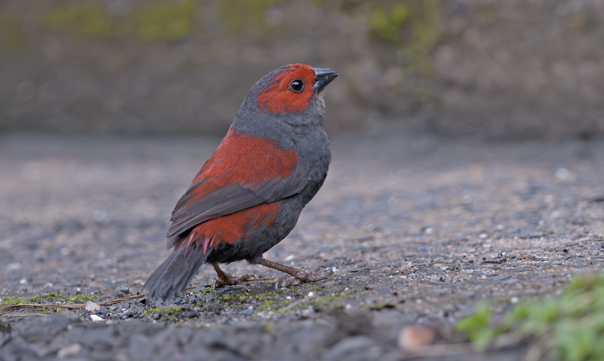 Dusky Crimsonwing - ML637325178