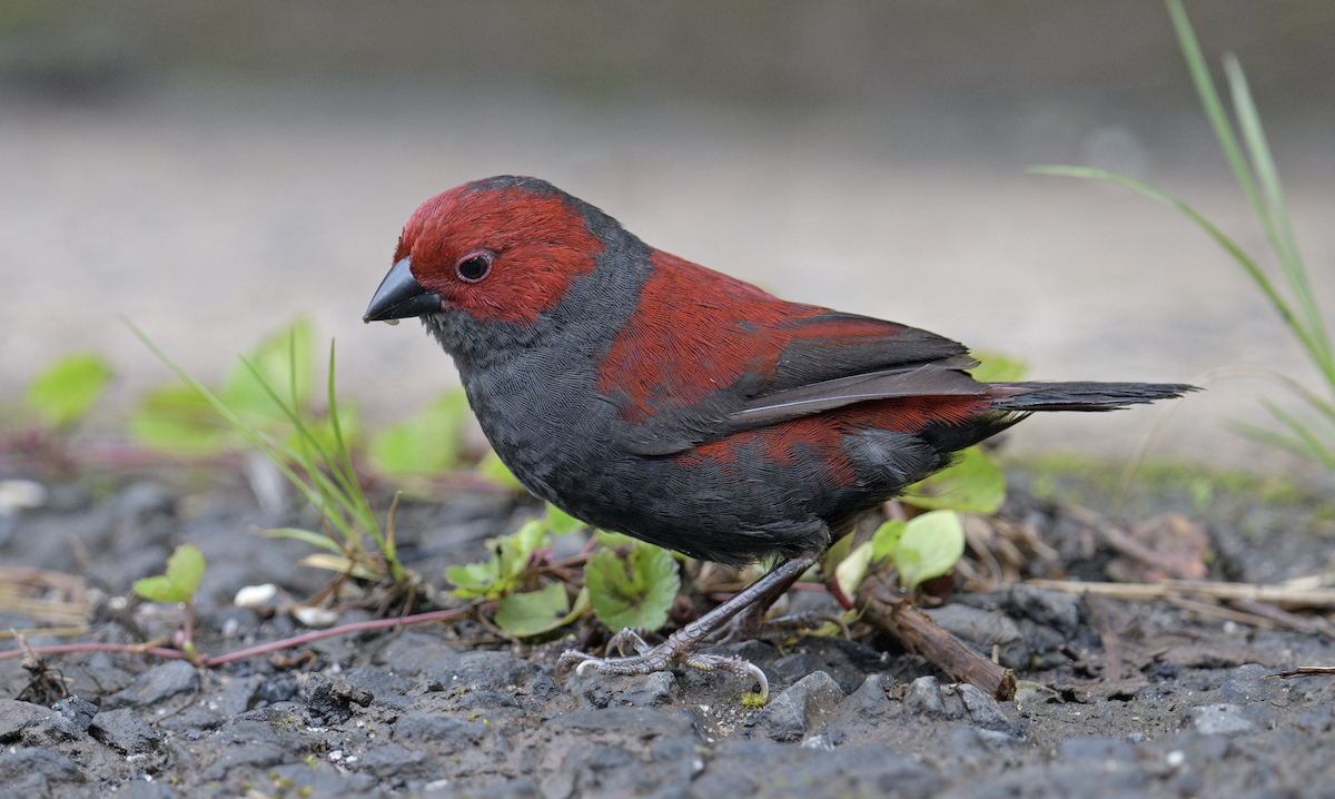 Dusky Crimsonwing - ML637325179