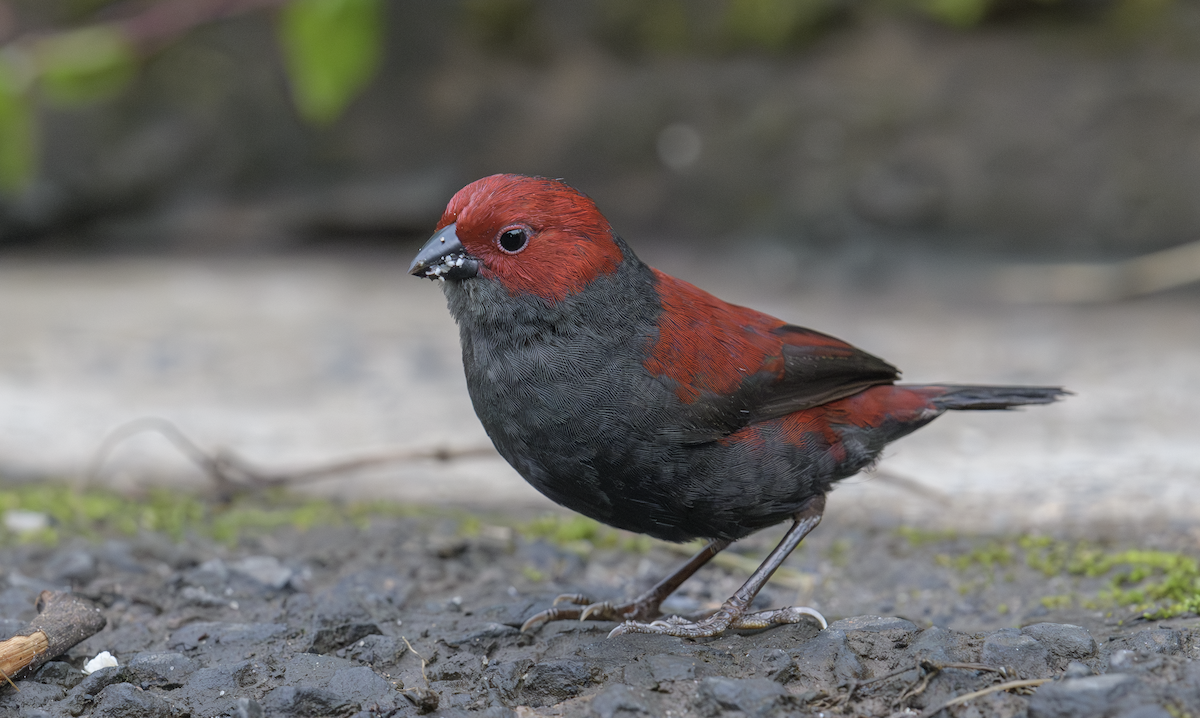 Dusky Crimsonwing - ML637325180