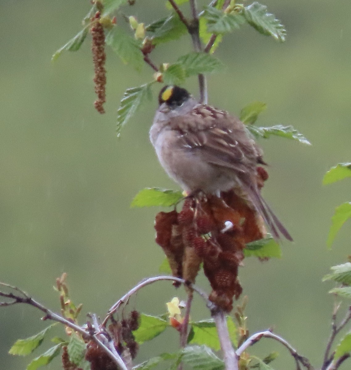 Golden-crowned Sparrow - ML637325183