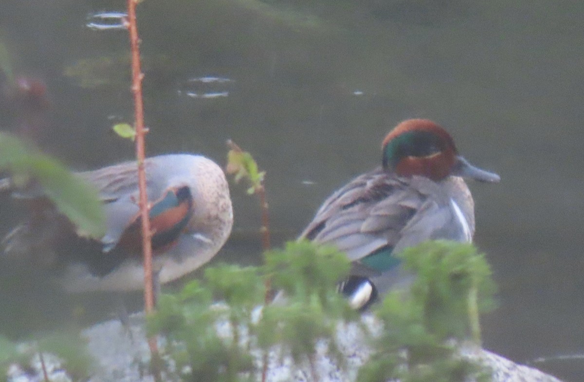 Green-winged Teal - ML637325186