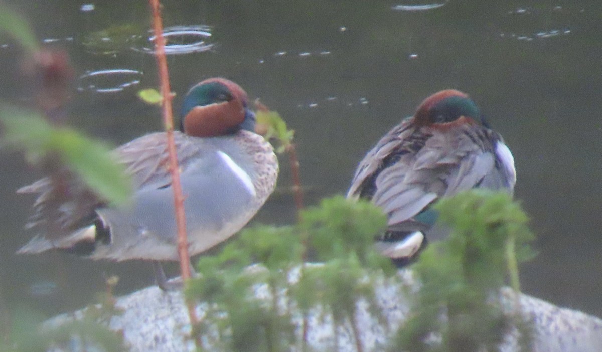 Green-winged Teal - ML637325188