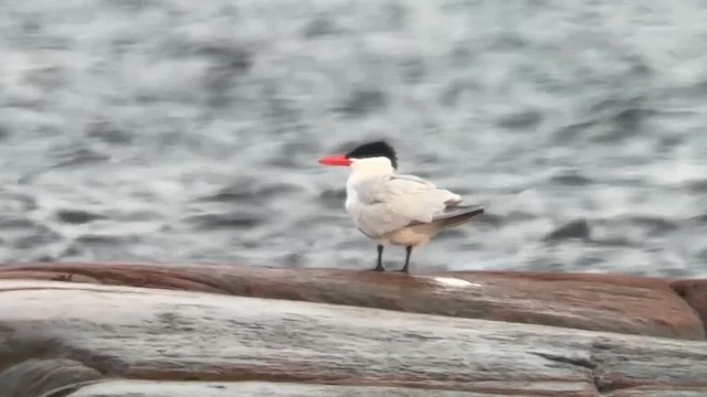 Caspian Tern - ML637325202