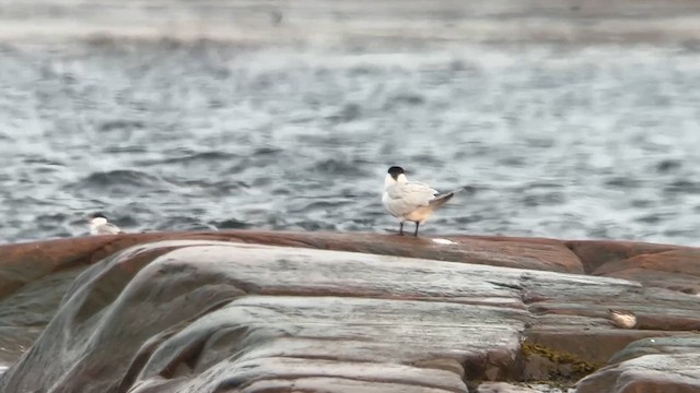Caspian Tern - ML637325203