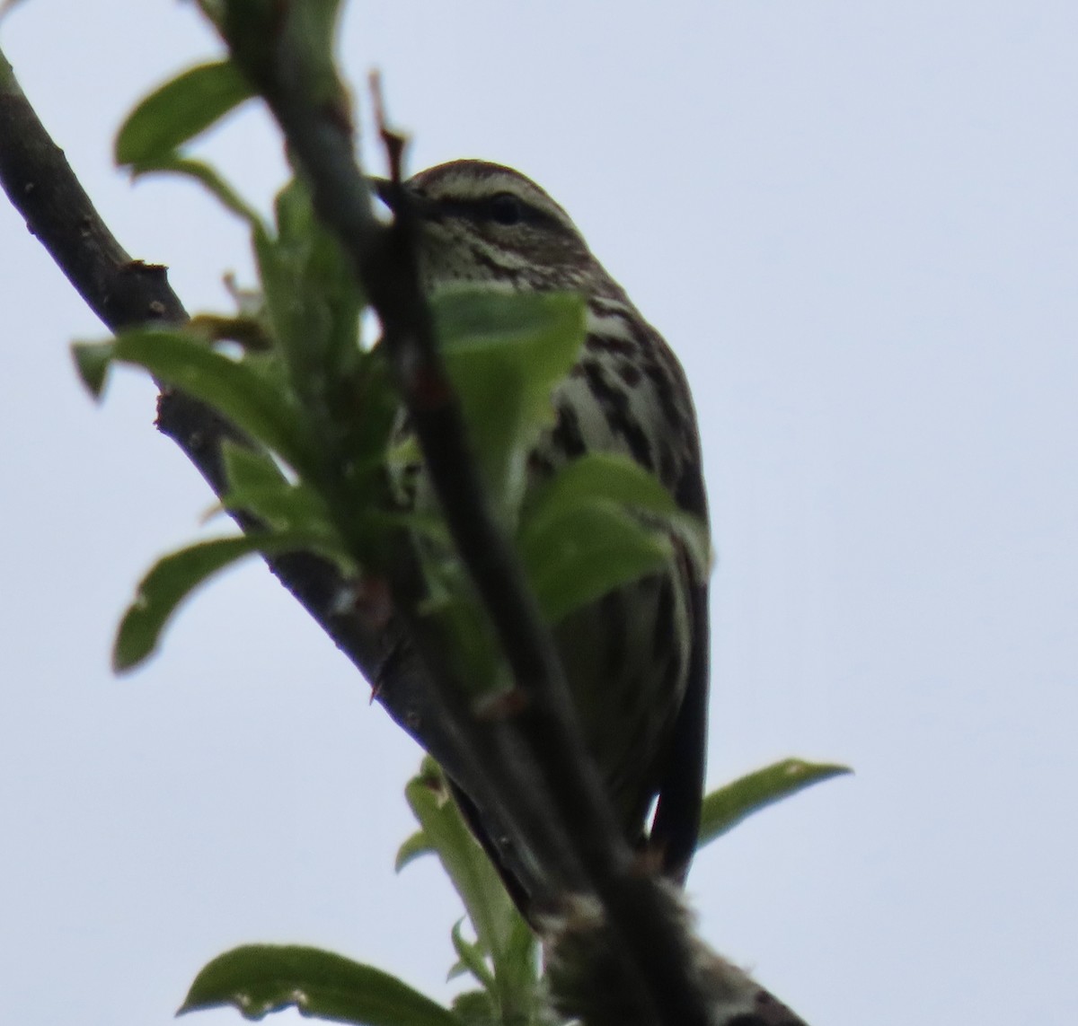 Northern Waterthrush - ML637325207