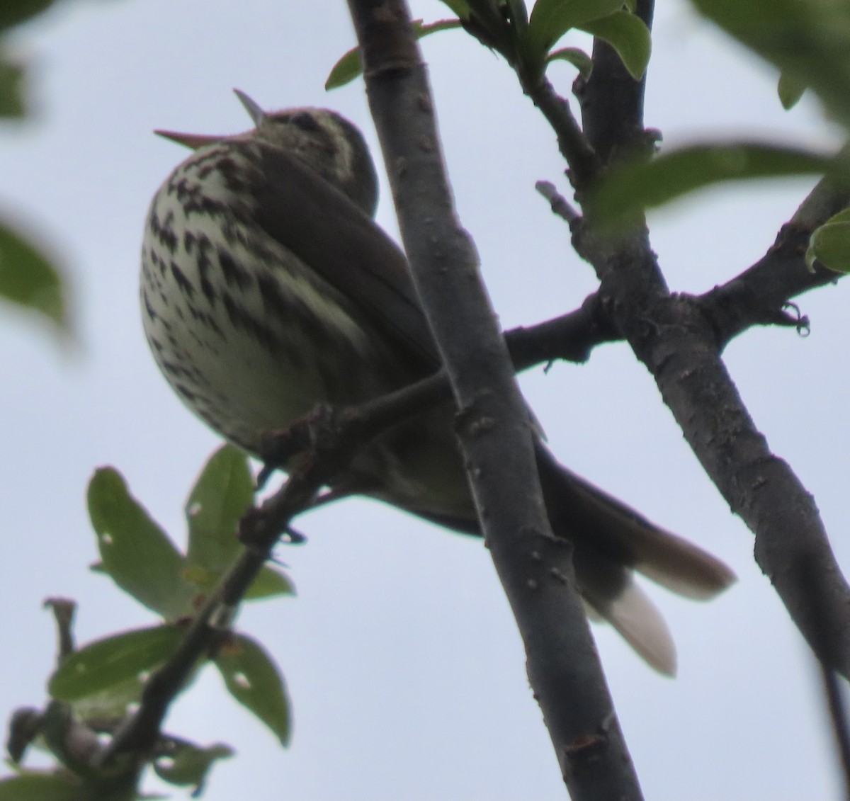 Northern Waterthrush - ML637325209