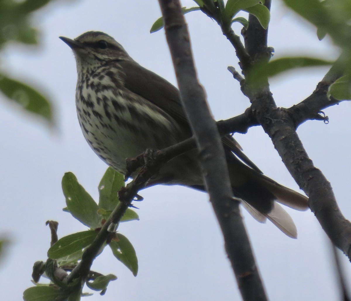 Northern Waterthrush - ML637325215