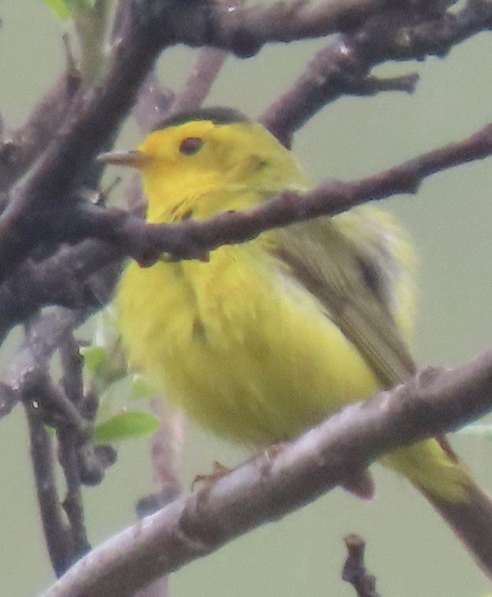 Wilson's Warbler - ML637325221