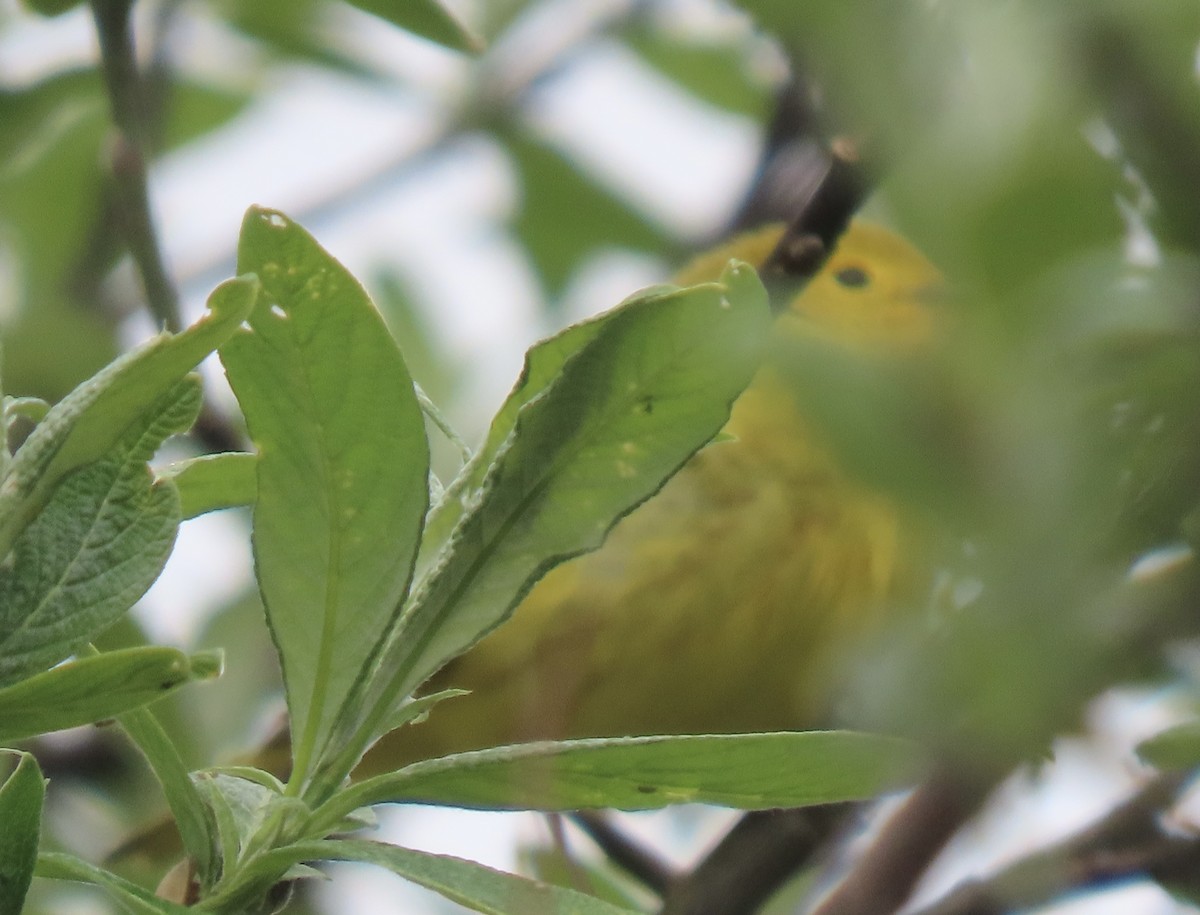 Yellow Warbler - ML637325224