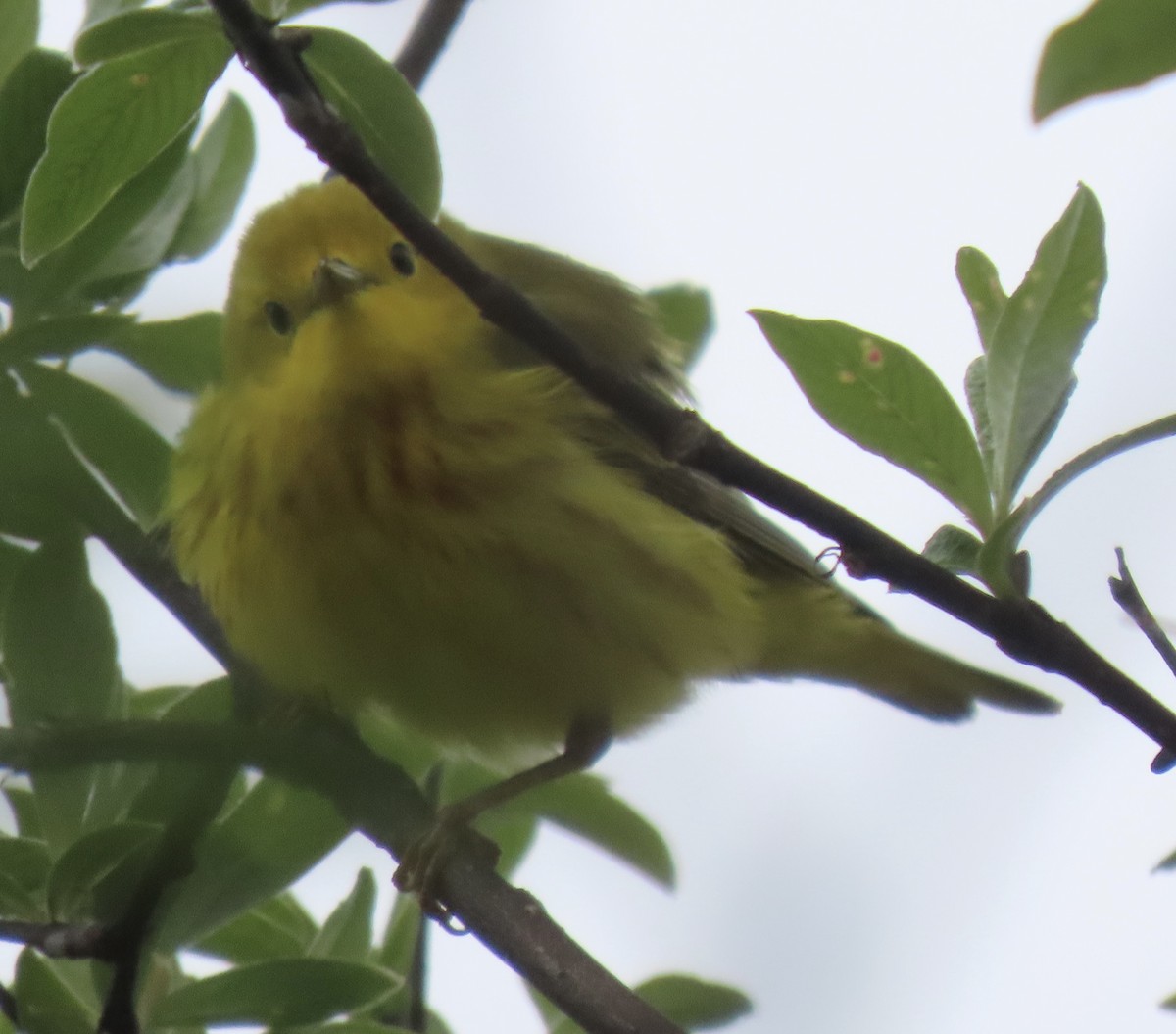 Yellow Warbler - ML637325229