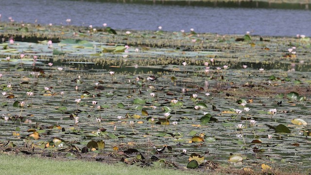 Pheasant-tailed Jacana - ML637325244