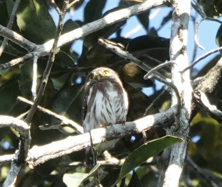 Amazonian Pygmy-Owl - ML637325264