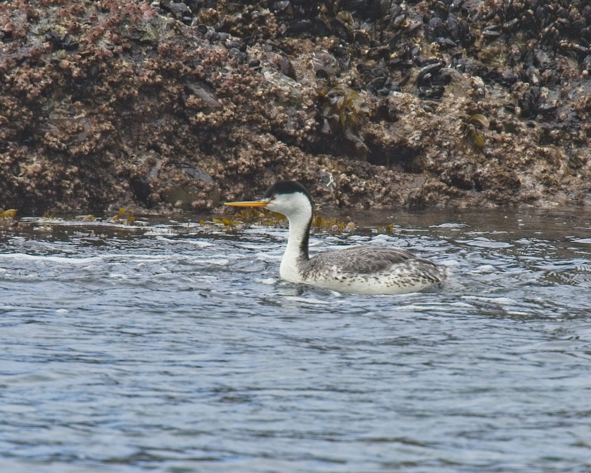 Clark's Grebe - ML637325277